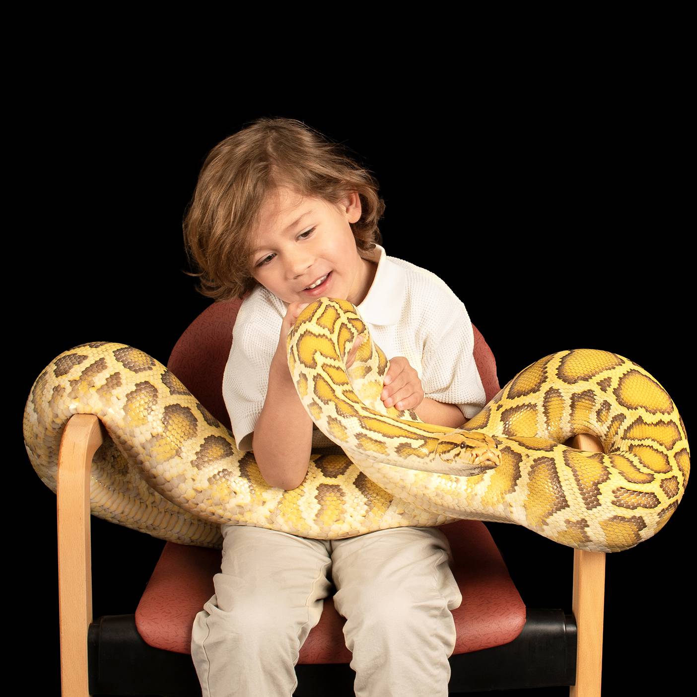 Een jongen zittend op een stoel met een tijgerpython op zijn schoot.